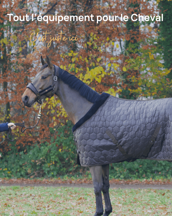 Tout l'équipement pour le Cheval