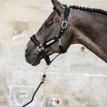 LICOL VELVET Myhorsely I L'équipement des chevaux et du cavalier. Magasin en ligne d'équitation dédié au cavalier