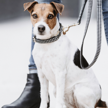 COLLIER POUR CHIEN PIED-DE-POULE