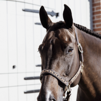 LICOL PEARLS Myhorsely I L'équipement des chevaux et du cavalier. Magasin en ligne d'équitation dédié au cavalier